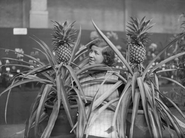 Una mujer examina dos plantas de piña.